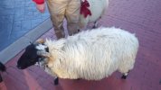 HS- sheep 2.JPG