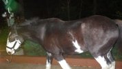 HS - clydesdale.JPG