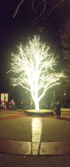 Tree.jpg