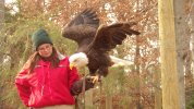 Eagle 2.JPG