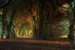 Fairytale-tree-tunnel-Ireland.jpg