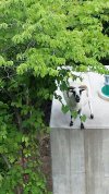 Bolt Goat2.jpg