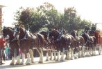 1993 AB Clydesdales WM 300.jpg