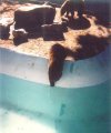 1995 BGW Cinnamon Bears.jpg