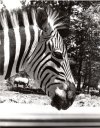 Zebra and Rino 1974 Lion Country Safari GeoUSA.jpg