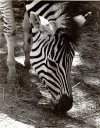 Zebra 1974 Lion Country Safari GeoUSA.jpg