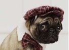 Scottish-Dog-Funny-Dogs.jpg