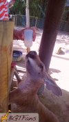 Kangaroo_Bottle_Feeding_2.jpg