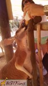 Kangaroo_Bottle_Feeding_3.jpg
